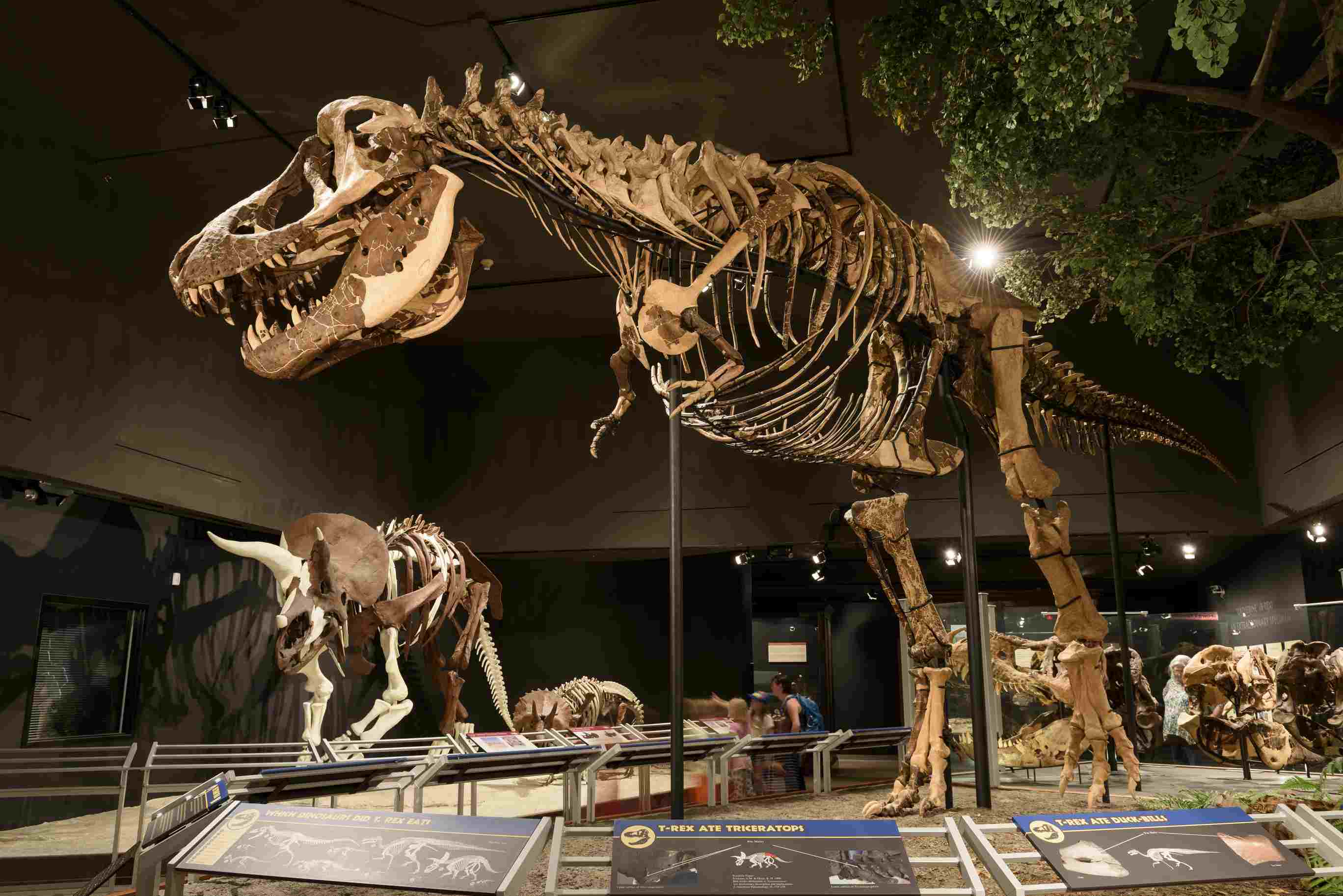 events-cover, the t-rex dinosaurs